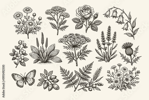 Vintage Botanical Collection of Wild Flora and Medicinal Herbs in Intricate Hand Drawn Line Art Style Featuring Rose, Lavender, Thistle, Fern, Chamomile, and Butterfly for Apothecary Label Design
