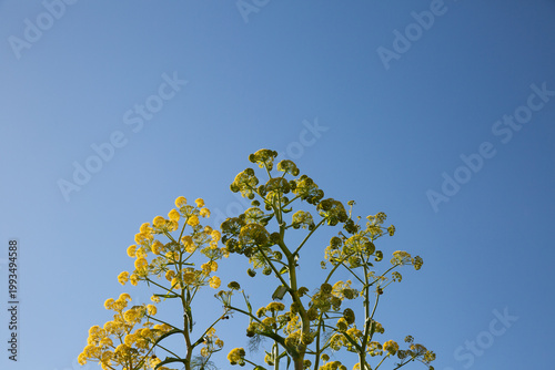 Plante sauvage méditerranéenne sur tige de couleur verte et jaune dans la partie inférieure de l'image, sur fond de grand ciel bleu, format horizontal