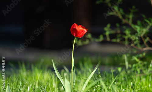 red tulip in the garden