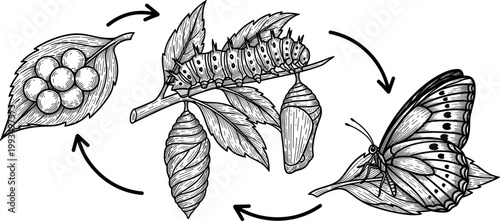 Detailed Black and White Butterfly Life Cycle Egg Caterpillar Chrysalis and Adult Sketch Vector Illustration for Science Education Design