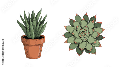 A pair of small potted succulent plants with thick, spiky green leaves and visible roots, showcasing natural growth patterns in miniature containers. isolated on transparent background