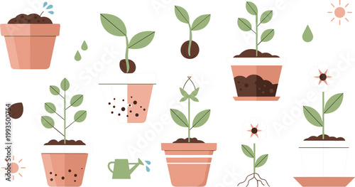 Plant growth stages with watering, sunlight and root development in pots in flat vector illustration for gardening, botany and ecology education concepts