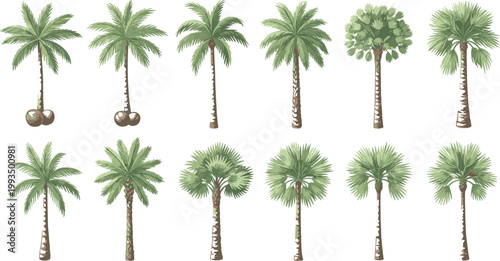 Collection of tropical palm trees and exotic tree varieties with detailed trunks and green foliage in flat vector illustration isolated on light background