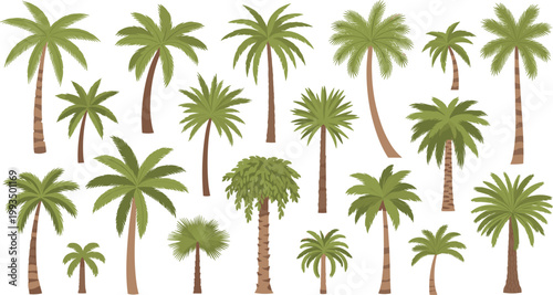 Set of various tropical palm trees with detailed trunks and lush green leaves in flat vector illustration isolated on light background for summer landscape design