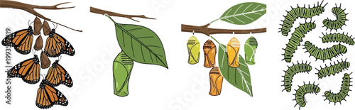 Butterfly Life Cycle Stages Vector Illustration with Caterpillar, Chrysalis, Metamorphosis Process and Monarch Butterfly Development Educational Diagram Set