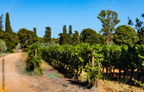 Vineyard fields with grape vines on Saint Honorat island offshore Cannes at French Riviera in France