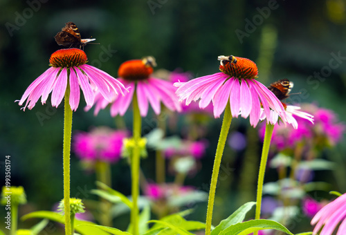 Eastern purple coneflower - latin Echinacea purpurea - also known as hedgehog coneflower native to North America in open park garden during summer blossom season
