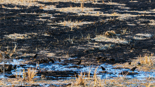Flock of black birds foraging in a post-harvest burned rice field, agricultural landscape. flock of myna birds or Acridotheres tristis searches for insects on burned and muddy farm after rice harvest.