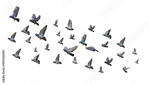 flock of pigeons flying isolated on transparent or white background