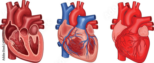 Anatomy of the Human Heart Vector Illustration with Detailed Arteries, Veins, and Chambers, Medical and Educational Graphics
