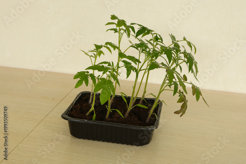 Tableau sur toile Healthy young tomato seedlings growing in a black plastic seedling tray on a lig