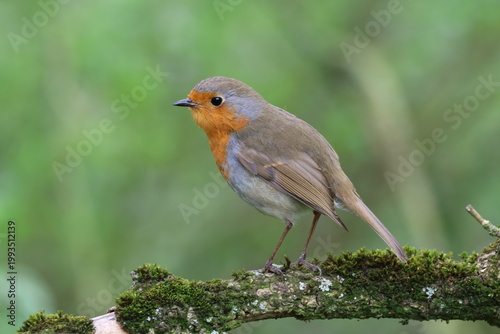 the European robin (Erithacus rubecula)