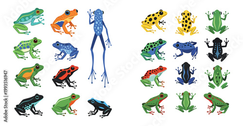 Colorful Tropical Poison Dart Frog Vector Illustration Set Featuring Exotic Rainforest Amphibian Species With Vibrant Patterns And Natural Wildlife Design Elements