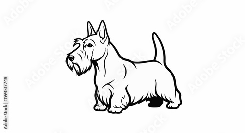 A black and white line drawing of a Scottish Terrier dog