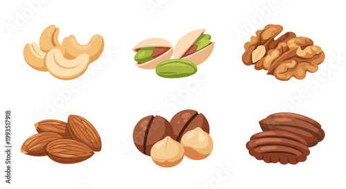 Variety of Healthy Nut Kernels Collection including Cashew Pistachio Walnut Almond Macadamia and Pecan Vector Illustration for Nutrition Design