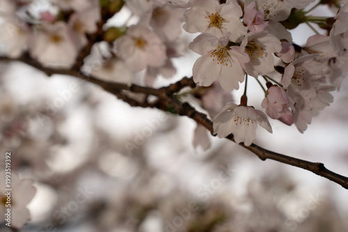 close-up of delicate pale-pink cherry blossom cluster on a slender brown branch in soft diffused spring light, dreamy pastel tones and gentle bokeh background evoking a serene, romantic atmosphere