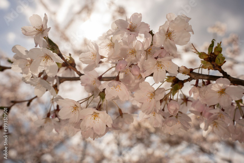 delicate pale-pink cherry blossom cluster backlit by soft spring sunlight, intimate close-up of translucent petals, golden stamens and buds on a slender branch against a dreamy bokeh sky, diagonal