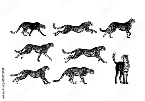 Cheetah Running and Jumping Silhouette Action Set, African Wild Cat Poses Collection in Black and White for Safari Wildlife and Speed Concept Graphics