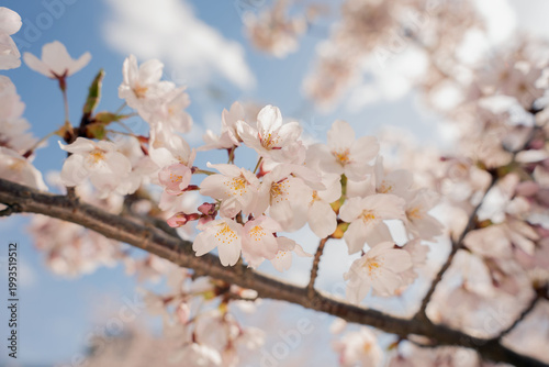 soft-pink cherry blossoms in full spring bloom on a sunlit branch against a clear blue sky, delicate translucent petals and golden stamens, dreamy shallow-focus framing with serene airy warmth