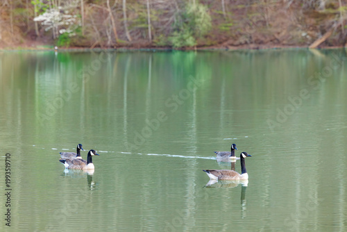 Geese Gliding on a Tranquil Lake