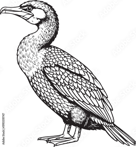 Cormorant Bird Detailed Black and White Illustration Vintage Engraving Style.