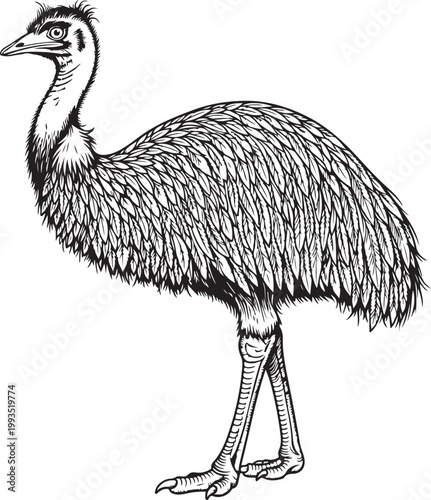 Detailed Emu Bird Black and White Illustration – Hand Drawn Wildlife Vector Art.