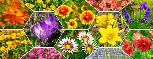 Floral Collage Background with Various Garden Flowers