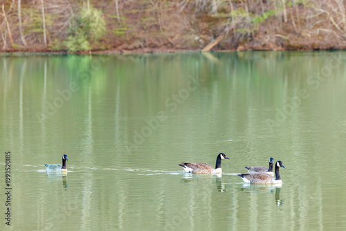 Geese Swimming in a Tranquil Lake