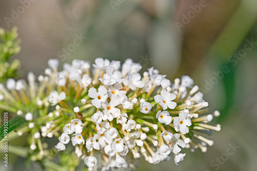 Weißer Sommerflieder in einer Nahaufnahme