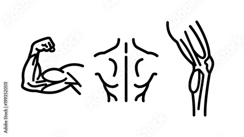 Anatomy and human muscular system exercise health icons with exercise strength training physiology structure physical movement performance physique kinesiology wellness lifestyle education