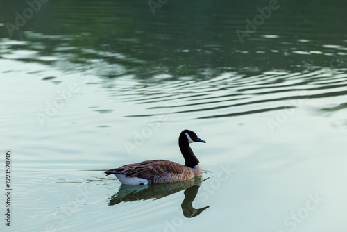 Solitary Goose on Calm Lake