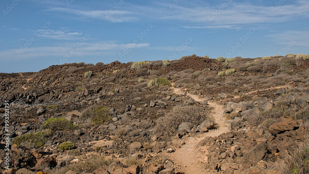 Fototapeta premium rocky hiking trail though sunny tenerife winter shrublands, with bare teide broom, canary spurge and prickly pear cactus on rocky soil in Tenerife, Canary islands, Spain 