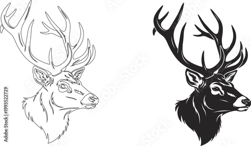 Elegant deer portraits a detailed sketch and a more defined head illustration