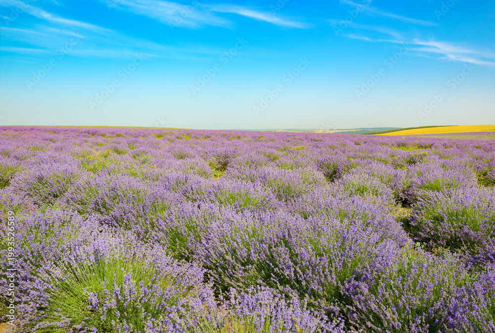 Fototapeta premium Lavender Field Under Summer Sky With Copy Space