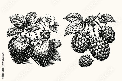 Vintage Engraved Illustration of Fresh Strawberries and Raspberries with Leaves and Flowers; Hand-Drawn Botanical Woodcut Sketch for Organic Food Labels, Healthy Eating, and Retro Garden Design