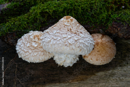 Pholiota populnea mushroom growing on the wood.  Known as Destructive Pholiota, Cluster of inedible mushrooms in the forest.