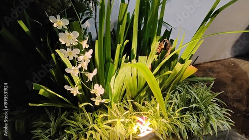 Quadro su tela anggrek putih Dendrobium Shavin White atau varietas
