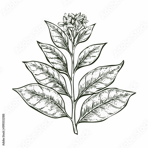 Botanical Tobacco Plant Illustration Vintage Engraving Style Detailed Leaves and Flowers Vector