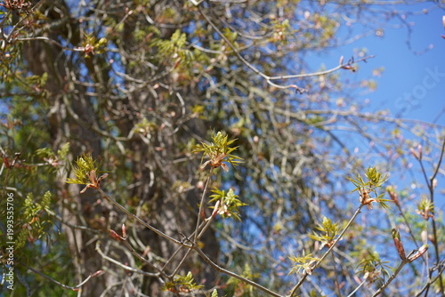 Frühlingsaustrieb der Ohio-Rosskastanie (Aesculus glabra) an verzweigten Ästen im Frühling bei Sonnenschein