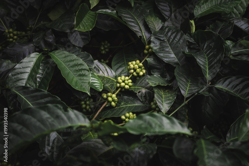 Tableau sur toile Coffee plant with unripe green coffee beans growing among lush leaves in a tropi