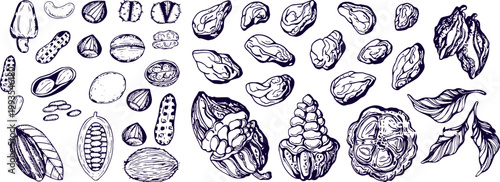 All Types of Edible Nuts Hand Drawn Vector Sketch Set Detailed Food Icons Collection