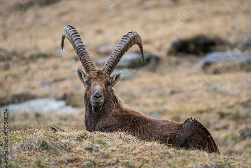 Ibex closeup, Italian Orobie