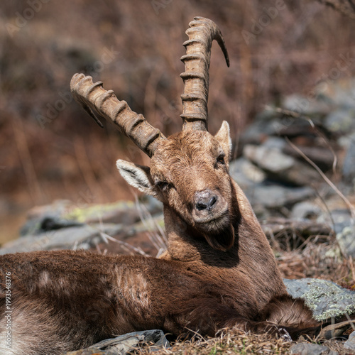 Ibex closeup, Italian Orobie
