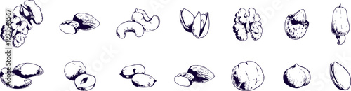 Set of Different Edible Nuts Hand Drawn Sketch Icons Vector Food Illustration Collection