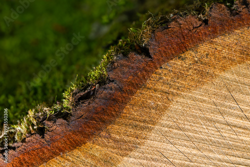 Fotografie Cross-section of a freshly felled tree showing the bark (dark brown), bast (reddish brown), cambium (beige), sapwood, and heartwood (light beige) in varying shades