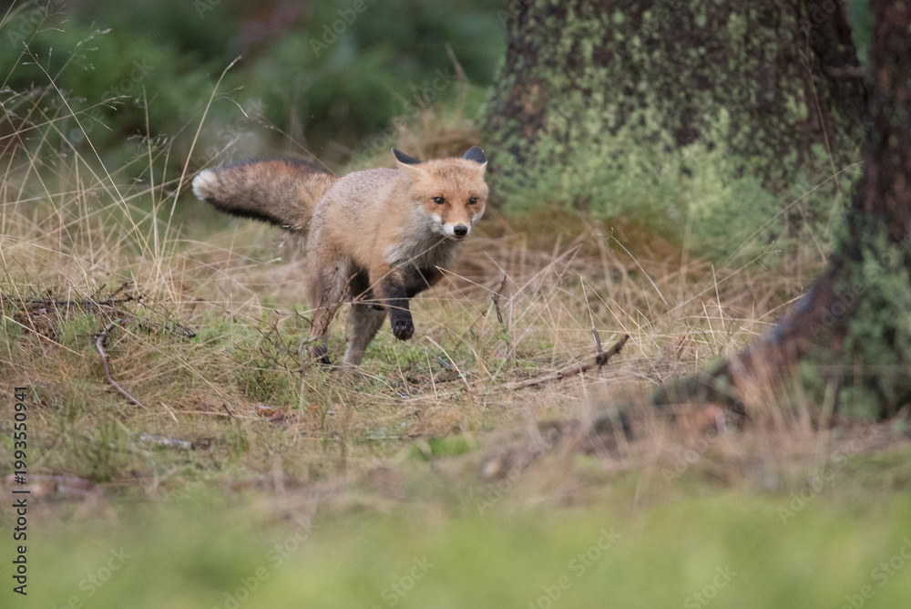 Obraz premium Cute Red Fox, Vulpes vulpes in fall forest. Beautiful animal in the nature habitat. Wildlife scene from the wild nature. Red fox running in orange autumn leaves
