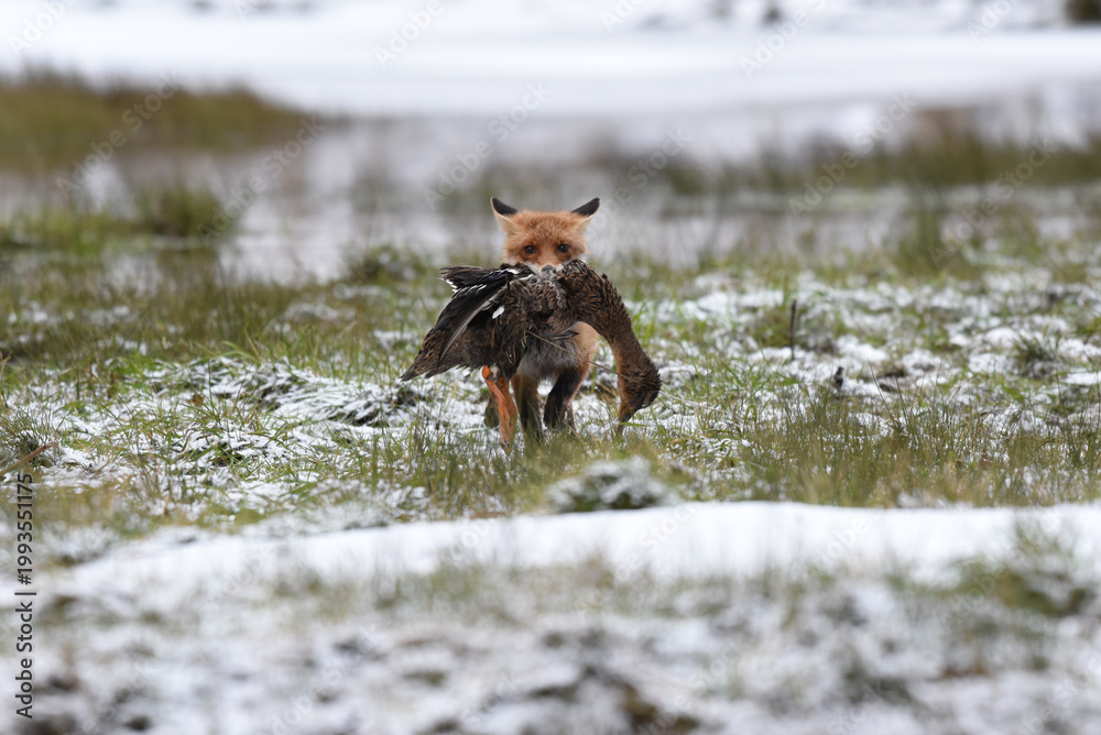 Obraz premium Cute Red Fox, Vulpes vulpes in fall forest. Beautiful animal in the nature habitat. Wildlife scene from the wild nature. Red fox running in orange autumn leaves