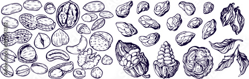 Hand Drawn Nuts Set with Various Edible Types Detailed Vector Sketch Icons Collection