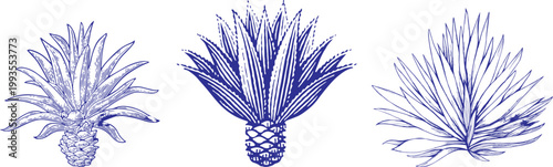 Vintage Engraved Blue Agave Cactus Illustration Hand Drawn Vector Isolated Plant for Tequila Label Design