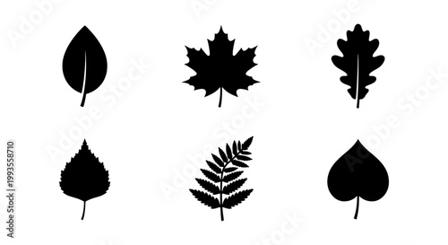 Black leaf silhouette icons set, 6 botanical tree leaf vector elements, minimalist foliage shapes for nature branding and autumn design projects